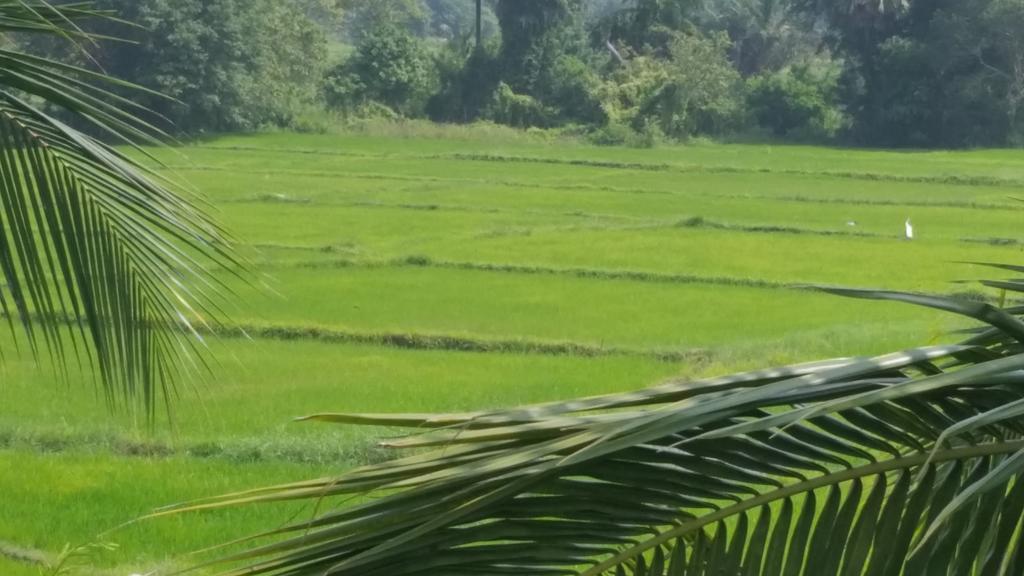 Serene View Tourist Rest Hotel Anuradhapura Buitenkant foto