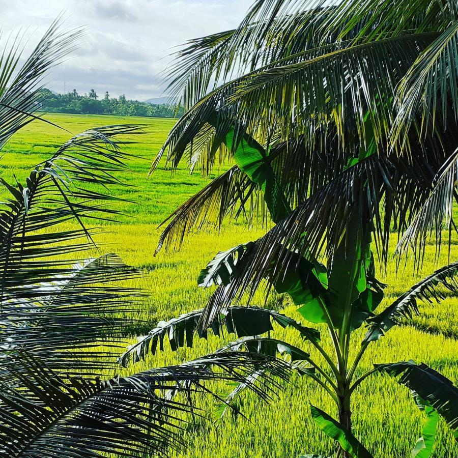 Serene View Tourist Rest Hotel Anuradhapura Buitenkant foto